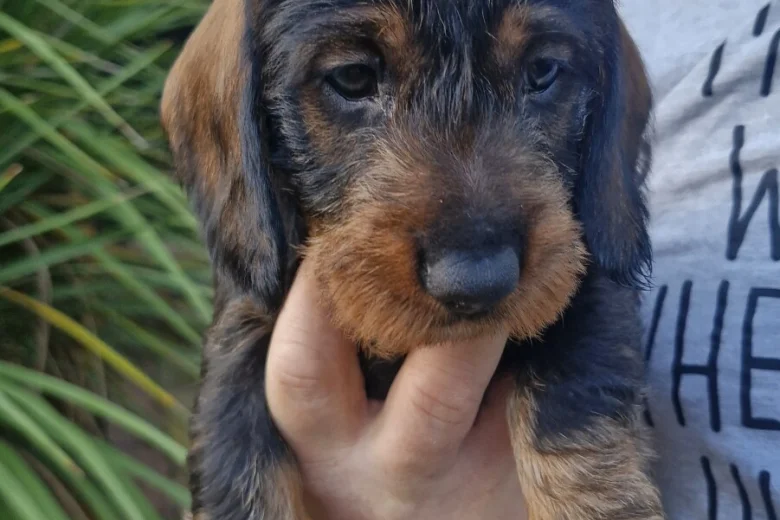 Dachshund (Wire Haired)
