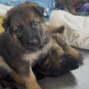 German Shepherd (Alsatian)