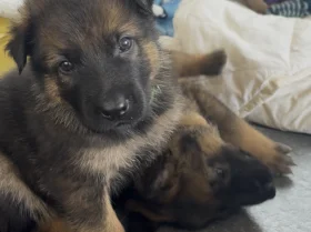 German Shepherd (Alsatian)