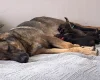 German Shepherd (Alsatian)