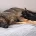 German Shepherd (Alsatian)