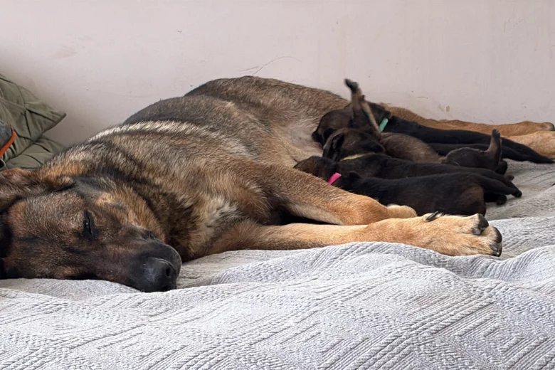 German Shepherd (Alsatian)