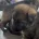 German Shepherd (Alsatian)