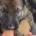 German Shepherd (Alsatian)