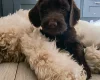 Cockapoo