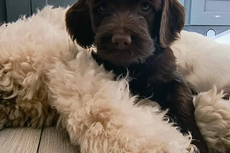 Cockapoo