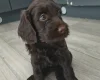 Cockapoo