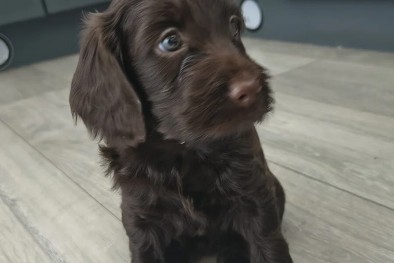 Cockapoo