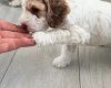 Cockapoo