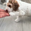 Cockapoo