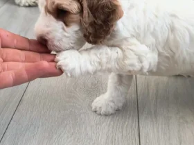 Cockapoo