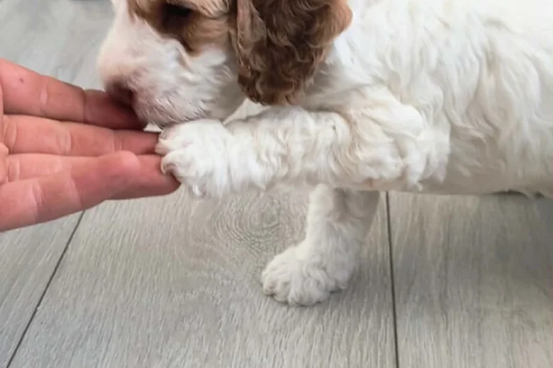 Cockapoo