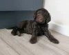 Cockapoo