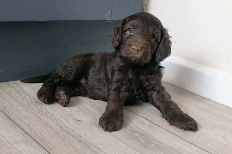 Cockapoo