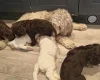 Cockapoo