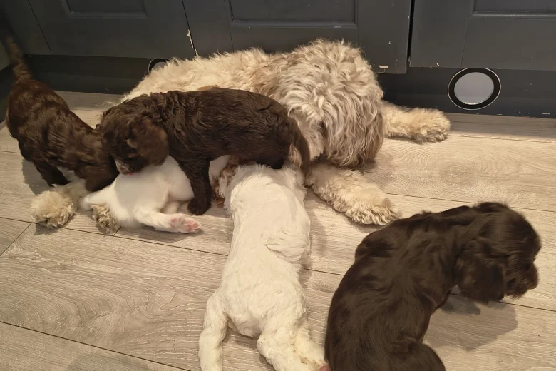 Cockapoo