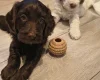 Cockapoo