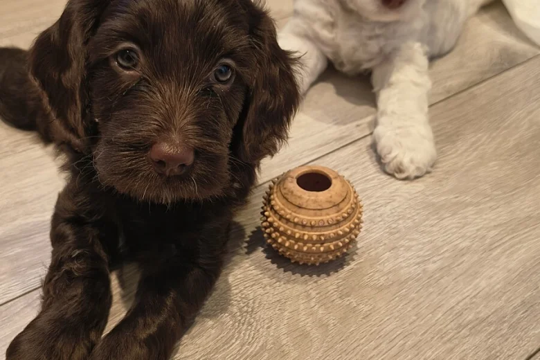 Cockapoo