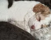 Cockapoo
