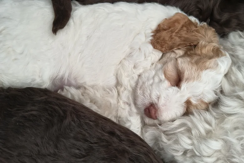 Cockapoo