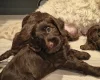 Cockapoo