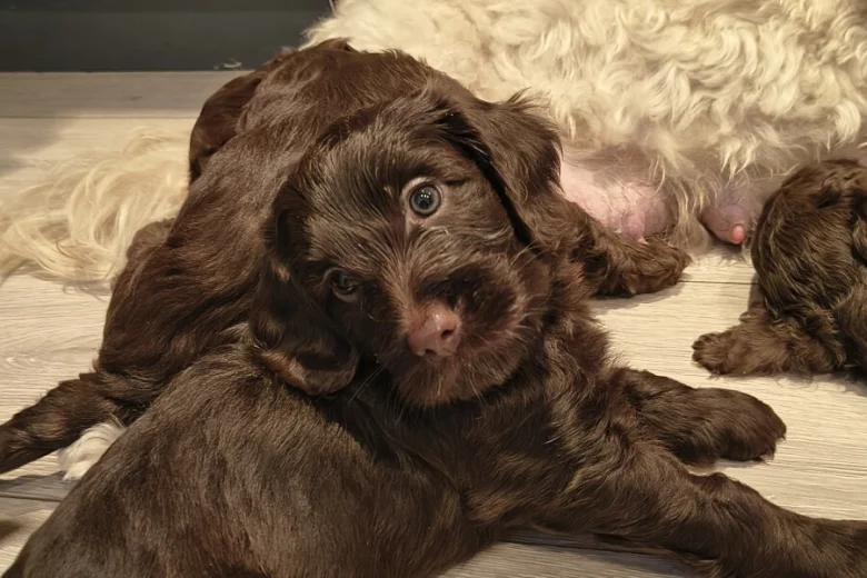 Cockapoo