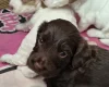 Cockapoo