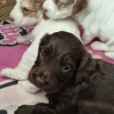 Cockapoo