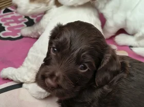 Cockapoo