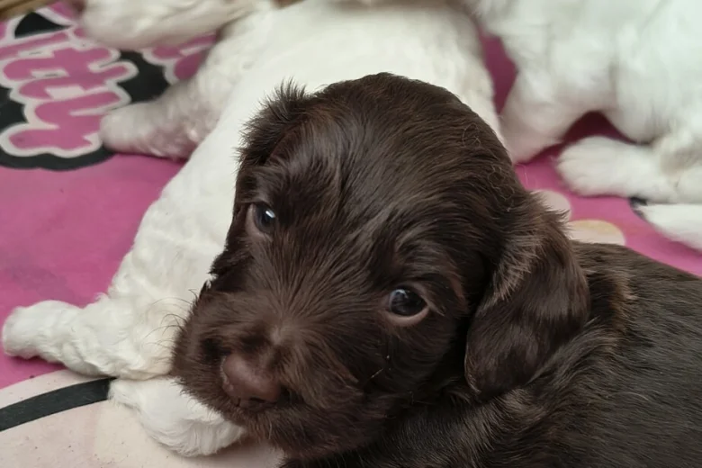 Cockapoo
