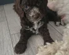 Cockapoo