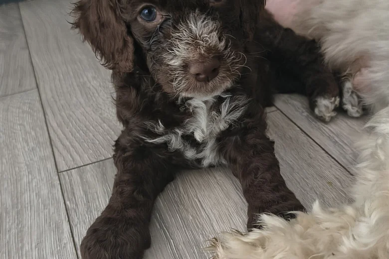 Cockapoo