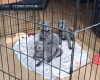Staffordshire Bull Terrier