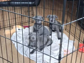Staffordshire Bull Terrier