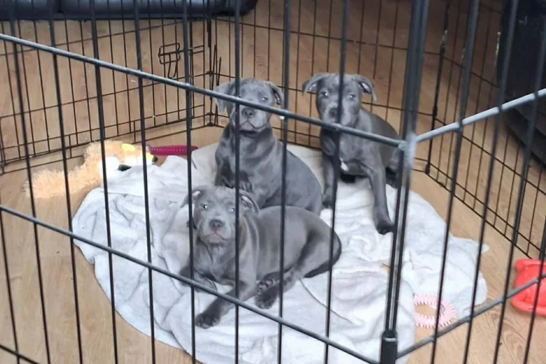 Staffordshire Bull Terrier