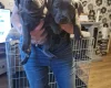 Staffordshire Bull Terrier