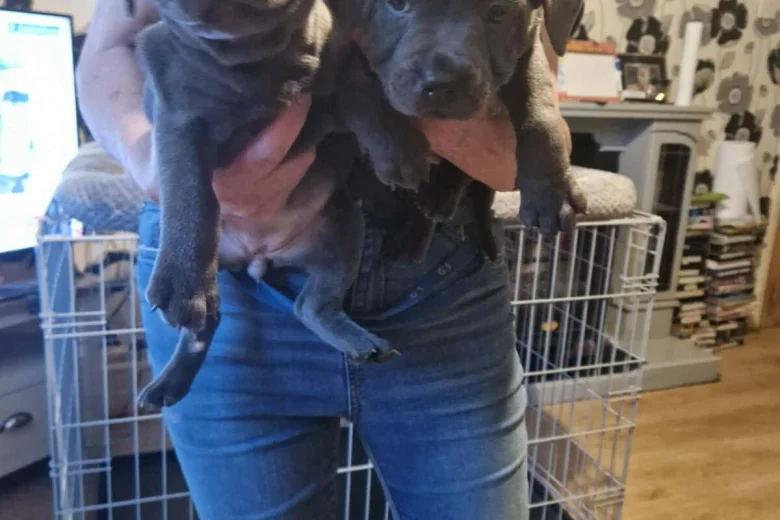 Staffordshire Bull Terrier