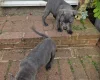 Staffordshire Bull Terrier