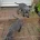 Staffordshire Bull Terrier