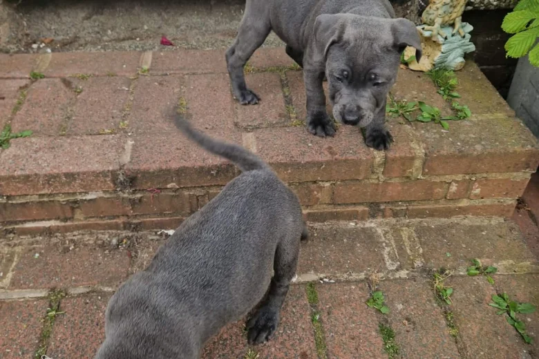 Staffordshire Bull Terrier