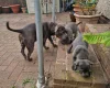 Staffordshire Bull Terrier
