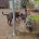 Staffordshire Bull Terrier