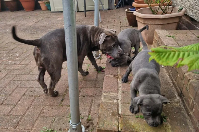 Staffordshire Bull Terrier