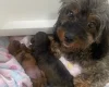 Cavapoo