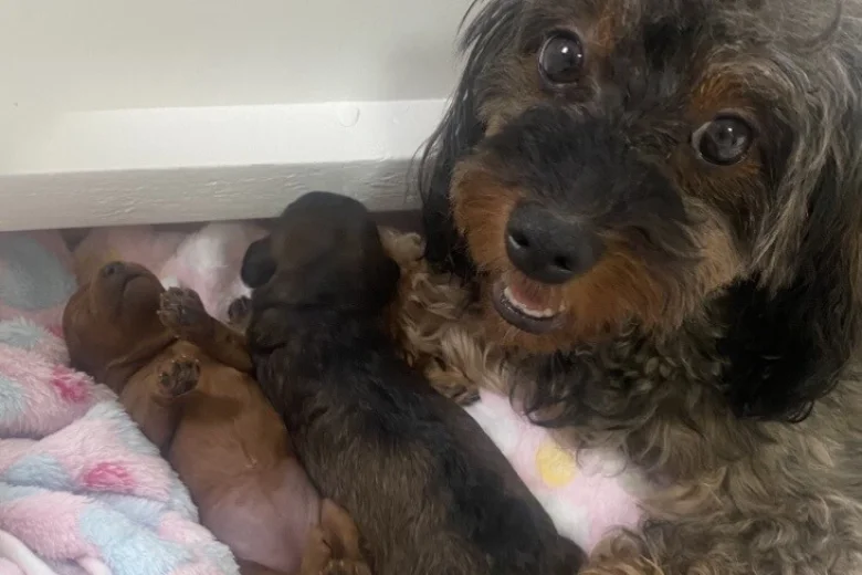 Cavapoo
