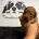 Cavapoo