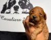 Cavapoo