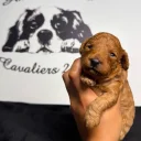 Cavapoo