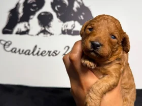 Cavapoo