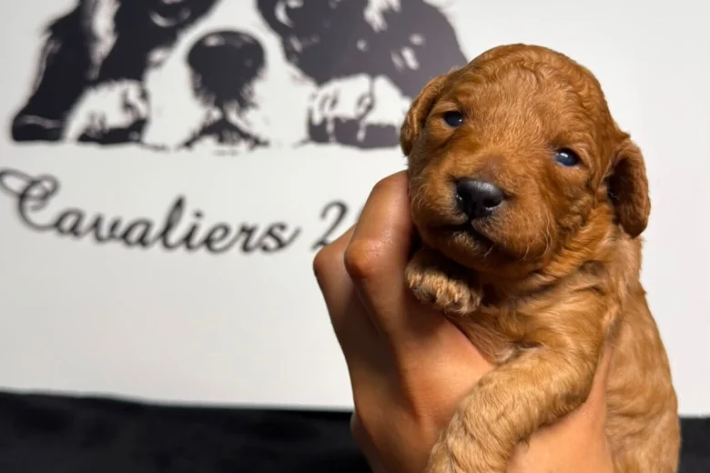Cavapoo
